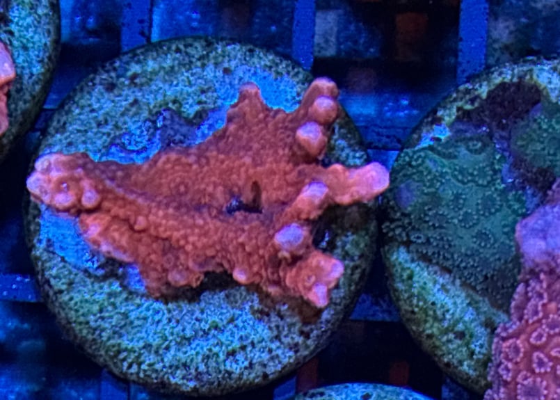 CATEGORY Coral サンゴ・海藻 | Blenny's