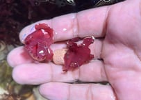カルメニアsp.リング付き
