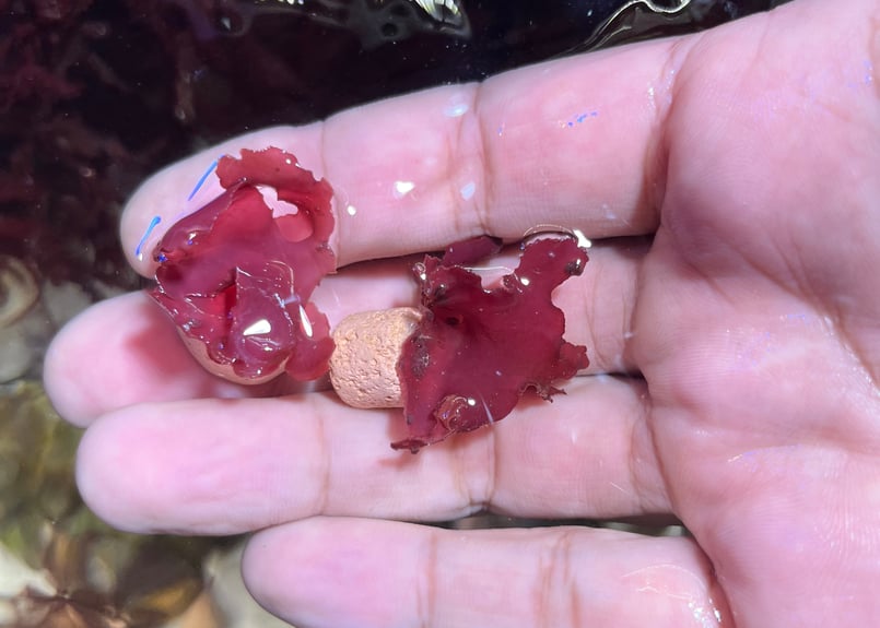 海藻セットとジュズフサノリ（小） CATEGORY Marineplants 海藻
