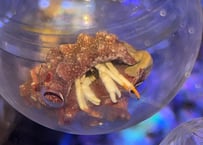 アカツメサンゴヤドカリ