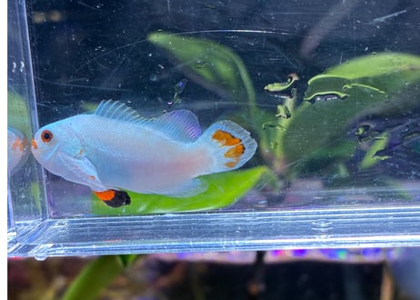 CBプラチナストーム3-4cm
