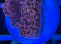 コモンサンゴRED被覆系　フラグ
