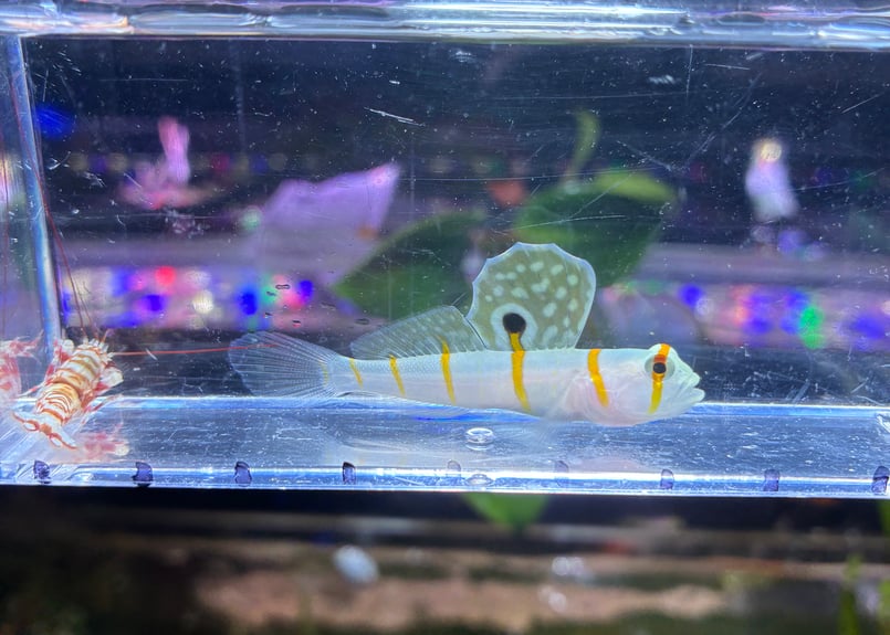 Blenny's