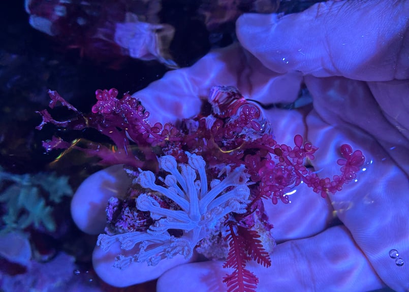 CATEGORY Marineplants 海藻・海草 | Blenny's