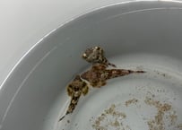 コウワンテグリ4-5cm