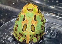 クランウェルツノガエル“グリーン×ブラウン”