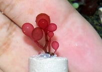 アツカワハナノエダ　リング付き