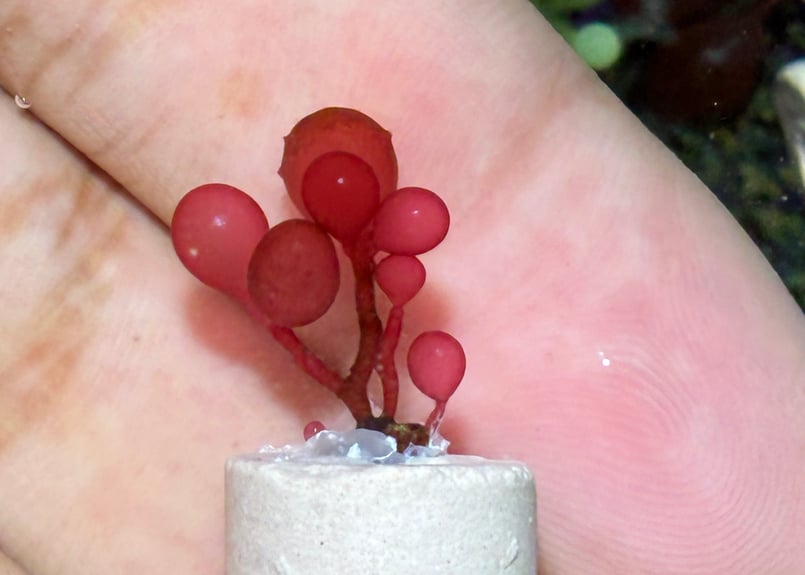 海藻セットとジュズフサノリ（小） CATEGORY Marineplants 海藻