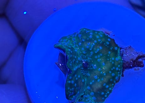 ディスクWater melon フラグ