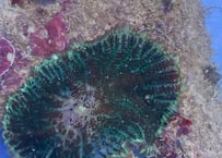 ディスクHairy Greenトンガ産　フラグ