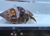 ツマキヨコバサミ