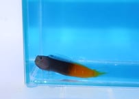 フタイロカエルウオ