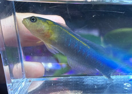 リュウキュウニセスズメ♂