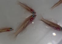 オヨギイソハゼ5匹売り