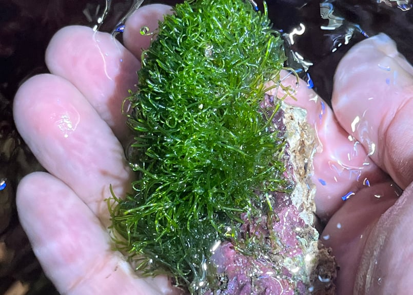 CATEGORY Marineplants 海藻・海草 | Blenny's