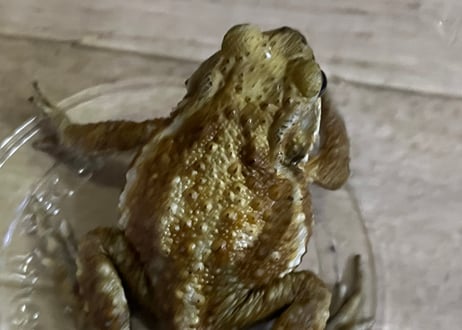 ミヤコヒキガエル