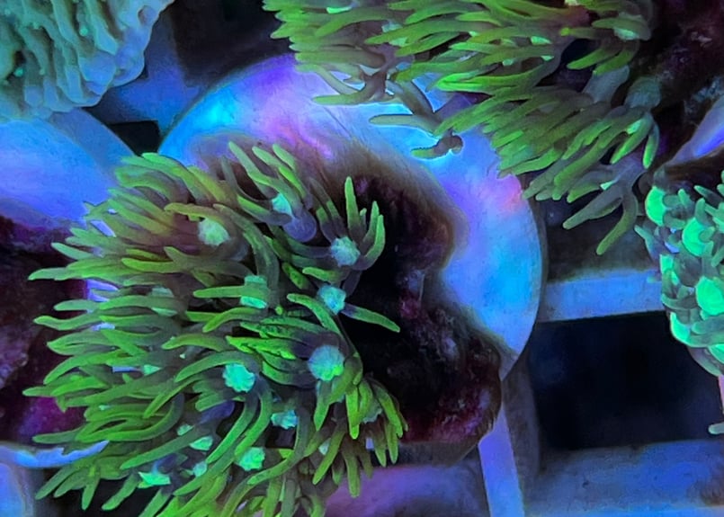 CATEGORY Softcoral ソフトコーラル | Blenny's