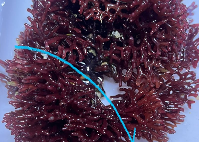 海藻セットとジュズフサノリ（小） 海藻セットとジュズフサノリ（小） CATEGORY Marineplants 海藻
