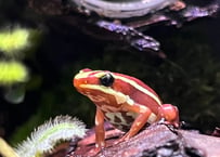※夏季発送不可※ミイロヤドクガエル “サンタイザベラ”