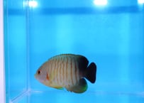 エイブルズエンゼル6-7cm