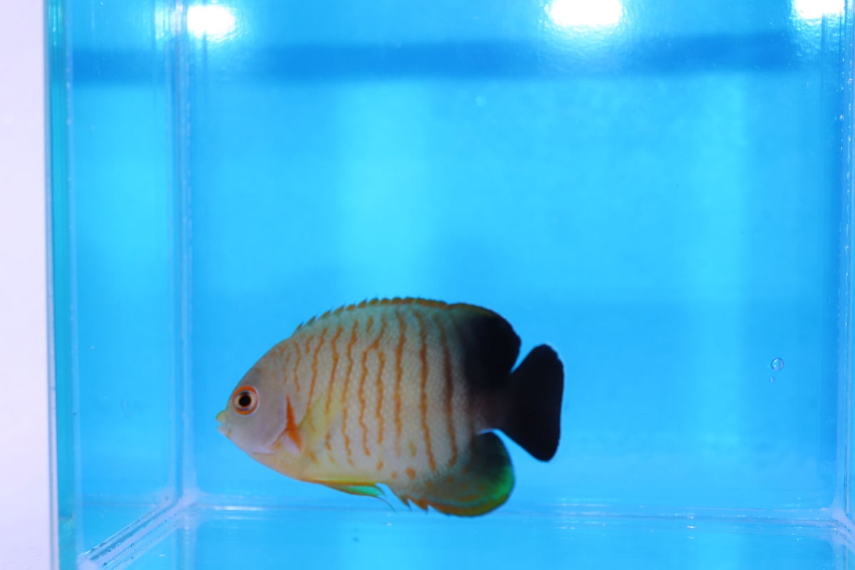 エイブルズエンゼル | Blenny's
