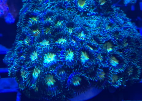 マメスナギンチャク　メタGreen フラグ