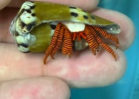 ベニワモンヤドカリ