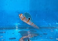 ニチリンダテハゼ1-2cm