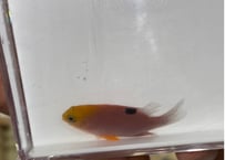 トールボッツデムワーゼル