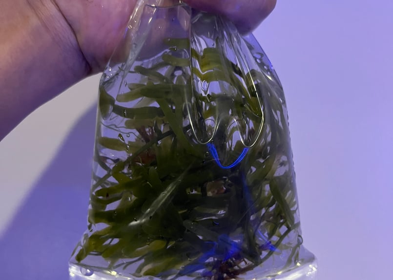 海藻セットとジュズフサノリ（小） CATEGORY Marineplants 海藻