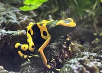 ※夏季発送不可※キオビヤドクガエル“オレンジバンド”