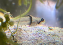 タスキヒナハゼ