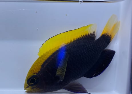 セナキルリスズメ