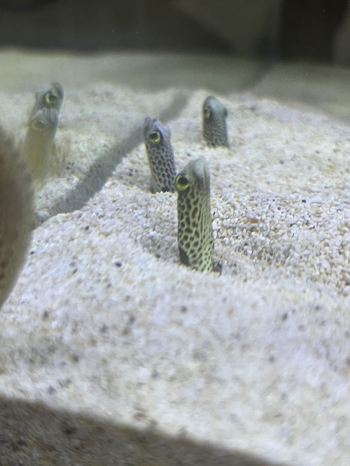 チンアナゴ | Blenny's