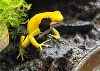 ※夏季発送不可※アイゾメヤドクガエル“マテチョ”