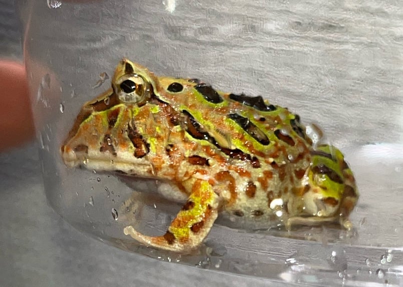 カエル 楽天市場】【マラソン限定☆全商品エントリーで、プラス+P5倍