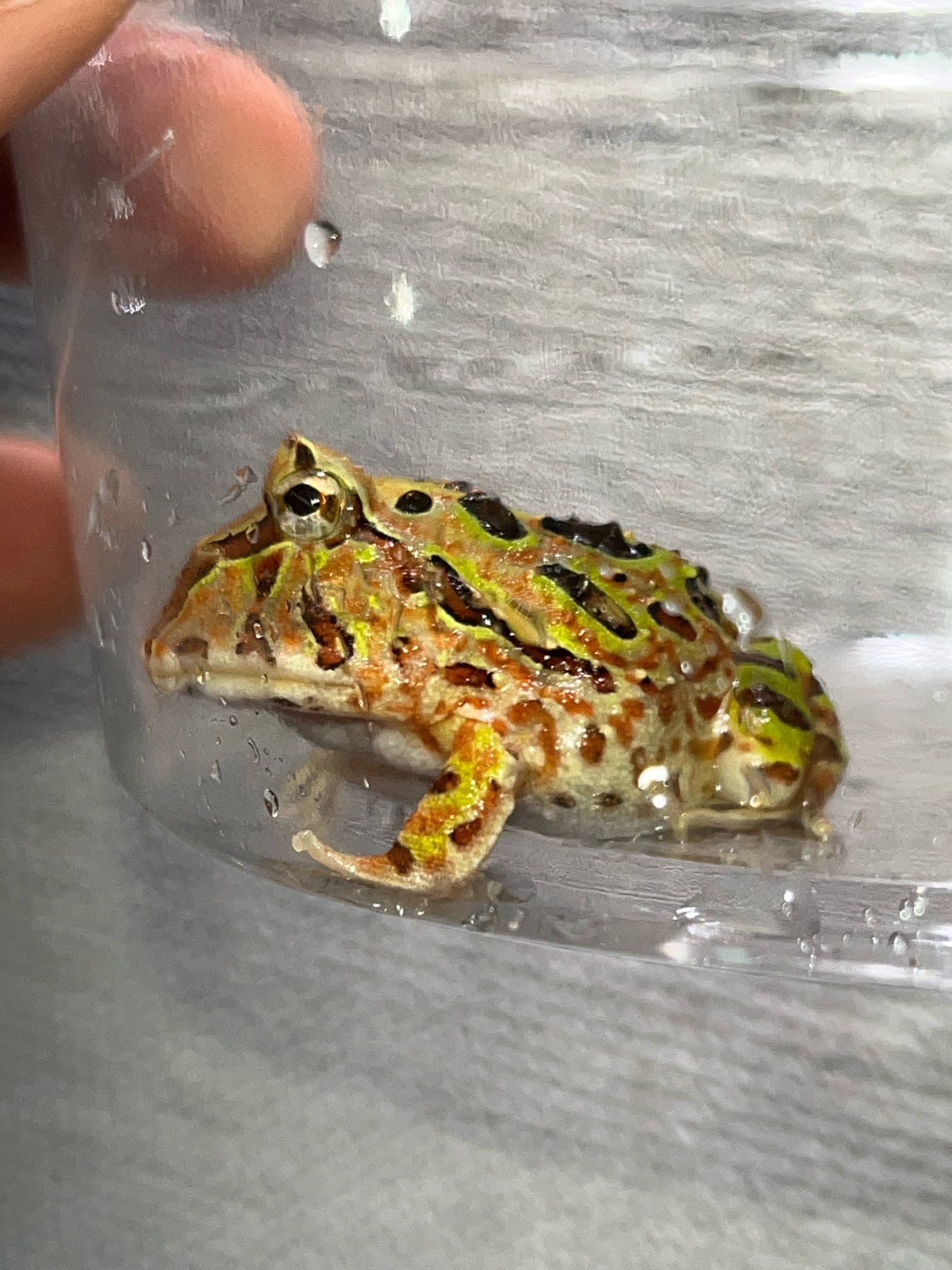 アルティメットツノガエル“ブラジルブラウン×アマゾングリーン” | Blenny's