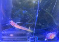 ヤシャハゼ+ニシキテッポウエビ