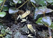 ※夏季発送不可※モウドクフキヤガエル(テリビリス)“ミント”カナダ系