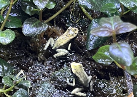 ※夏季発送不可※モウドクフキヤガエル(テリビリス)“ミント”カナダ系