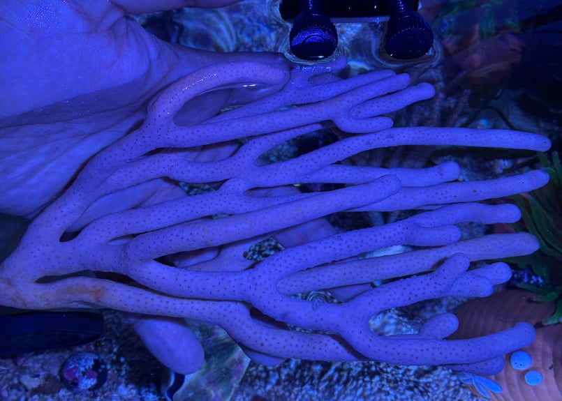 CATEGORY Coral サンゴ・海藻 | Blenny's