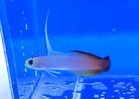 ハタタテハゼ
