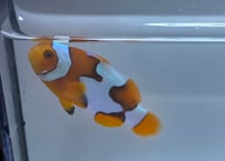 CBピカソペルクラ3-4cm
