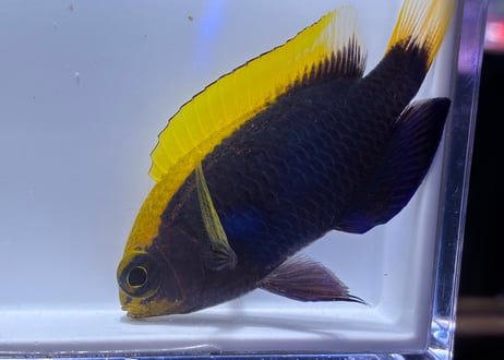 セナキルリスズメ