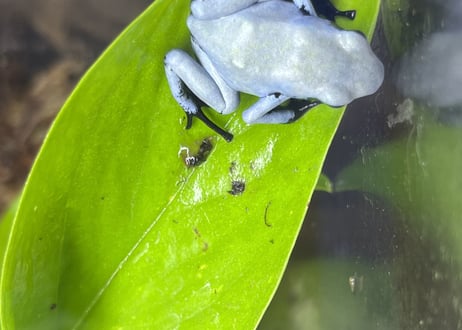 ※夏季発送不可※セマダラヤドクガエル“ブルー”