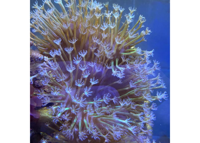 CATEGORY Coral サンゴ・海藻 | Blenny's