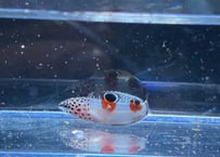 カンムリベラ幼魚