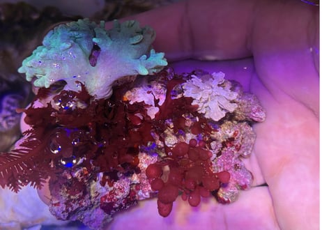 AlgaeRock S MIX