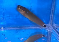 テールスポットブレニー