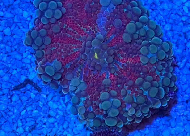 CATEGORY Softcoral ソフトコーラル | Blenny's